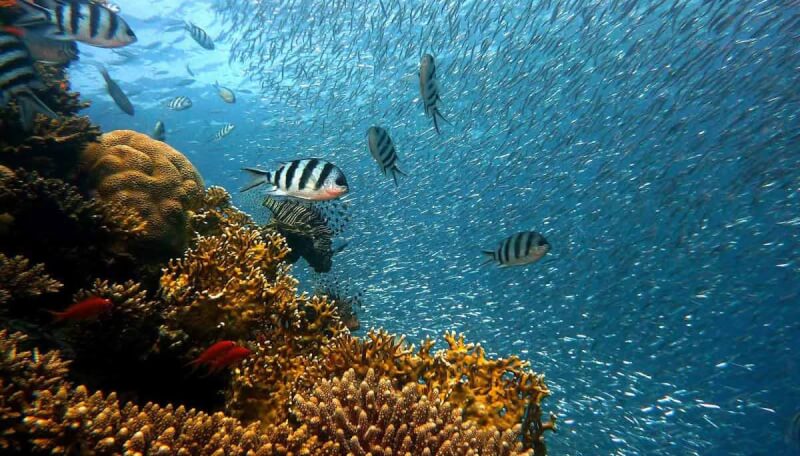 Korallenriff in einem der schönsten Schnorchel Urlaubsorte
